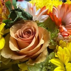 Meet your Posher, Debbie